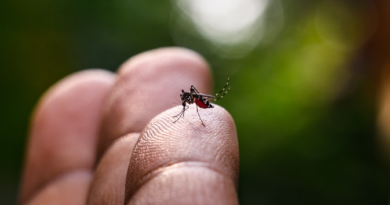 Brasil Intensifica Combate à Dengue com “Dia Nacional de Mobilização