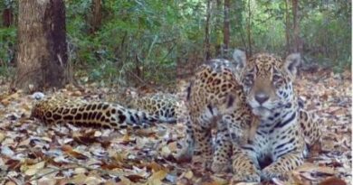 Vídeo – Momento Fofo entre Onça-Pintada e Filhotes Encanta no Pantanal