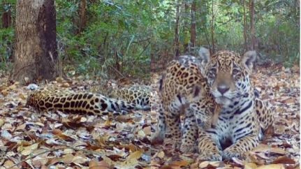 Vídeo – Momento Fofo entre Onça-Pintada e Filhotes Encanta no Pantanal