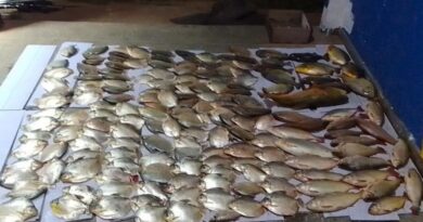 Sema apreende 119 kg de peixes de espécies proibidas e fora da medida em Santo Antônio de Leverger