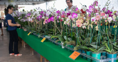 8ª edição do Festival de Orquídeas e Flores começa nesta terça-feira (11); 10 mil exemplares de plantas estarão disponíveis no Shopping Orla