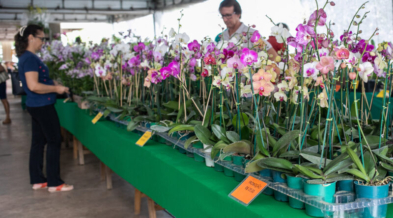 8ª edição do Festival de Orquídeas e Flores começa nesta terça-feira (11); 10 mil exemplares de plantas estarão disponíveis no Shopping Orla