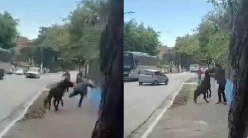 Moradores Relatam Ataques de Cavalo Solto em Rua do Jaraguá, Zona Norte de SP-Vídeo