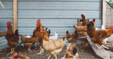 China suspende compra de carne de frango brasileira após caso de gripe aviária no RS