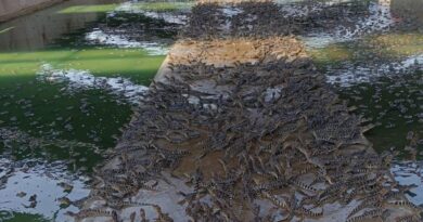Pesquisa da UFMT explora benefícios do óleo de jacaré-do-pantanal para tratar feridas, acne e até depressão