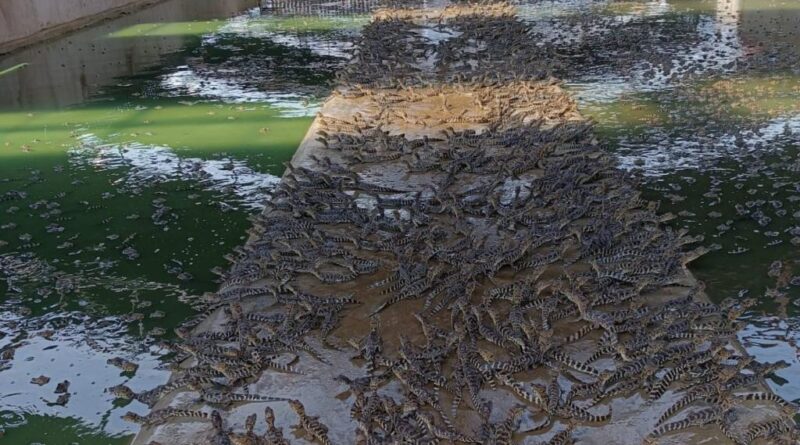 Pesquisa da UFMT explora benefícios do óleo de jacaré-do-pantanal para tratar feridas, acne e até depressão