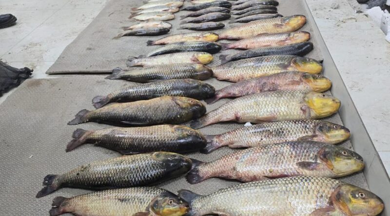 Batalhão Ambiental da PM prende suspeito por pesca irregular e apreende 86 unidades