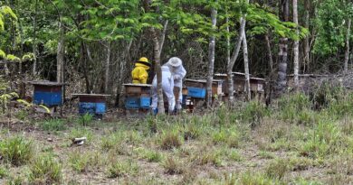 Seaf apoia a produção de mel e Alta Floresta promove integração entre apicultores e meliponicultores da Amazônia Mato-grossense