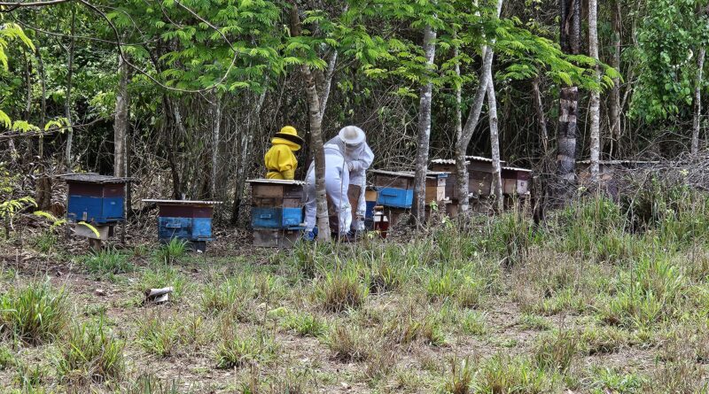 Seaf apoia a produção de mel e Alta Floresta promove integração entre apicultores e meliponicultores da Amazônia Mato-grossense