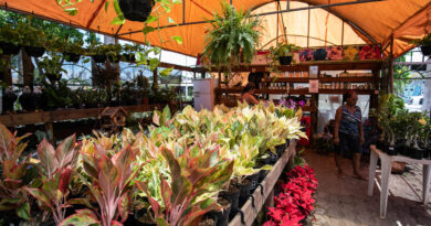 Flores movimentam a economia no 23º Festival de Orquídeas em Cuiabá