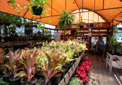 Flores movimentam a economia no 23º Festival de Orquídeas em Cuiabá