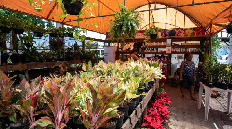 Flores movimentam a economia no 23º Festival de Orquídeas em Cuiabá