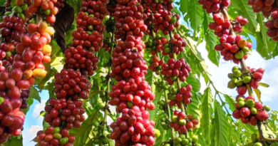 Com assistência técnica da Empaer, cafeicultura de Colniza alcança produtividade recorde