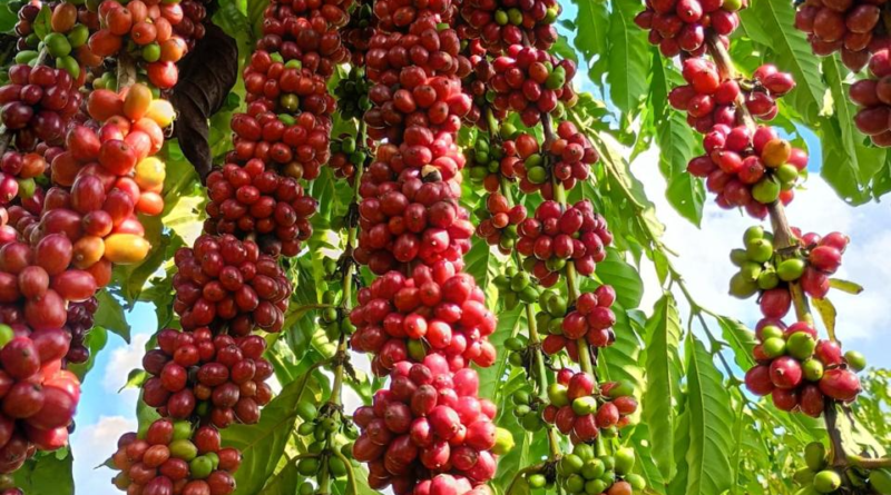Com assistência técnica da Empaer, cafeicultura de Colniza alcança produtividade recorde